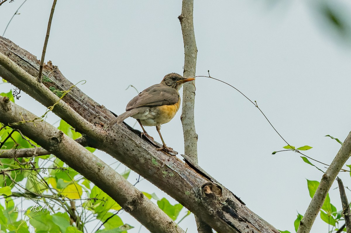 African Thrush - ML623386361