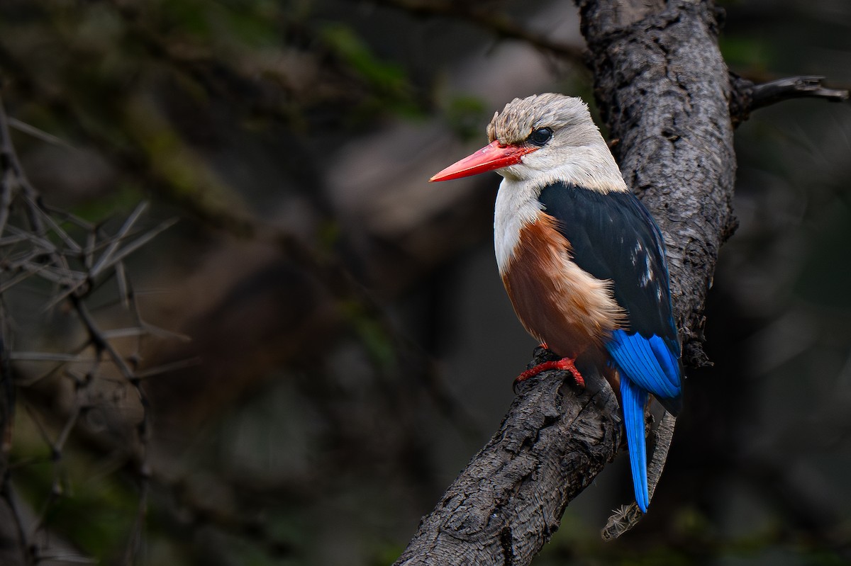 Gray-headed Kingfisher - ML623386370