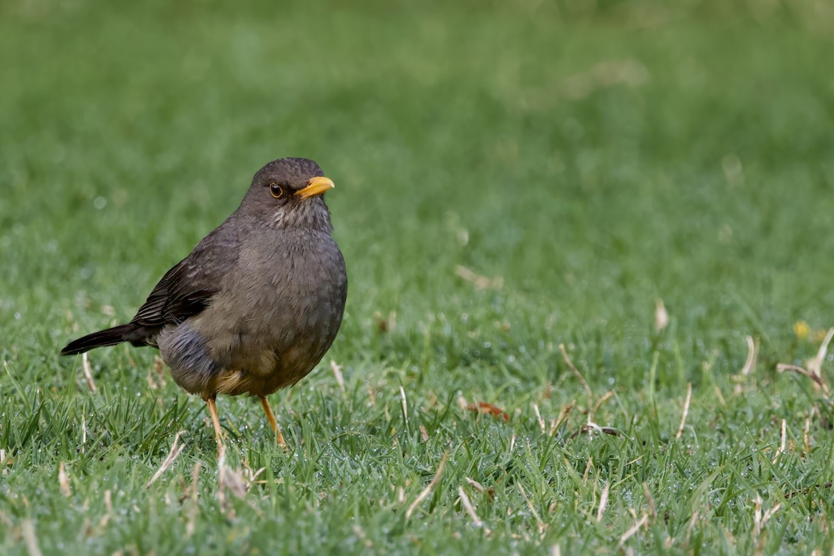 Karoo Thrush - ML623386443