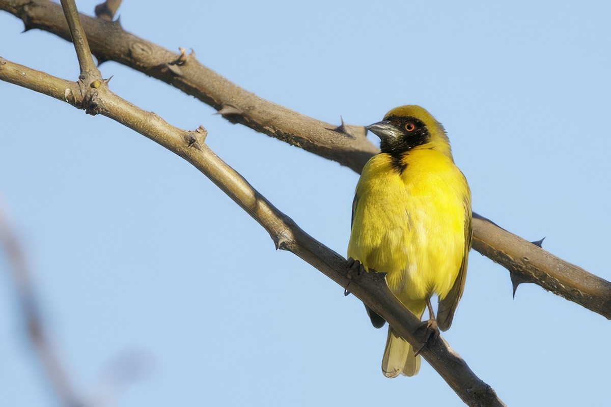 Southern Masked-Weaver - Steve Bielamowicz