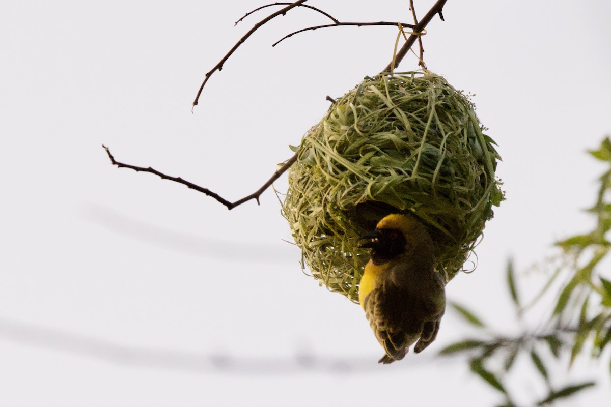 Southern Masked-Weaver - Steve Bielamowicz