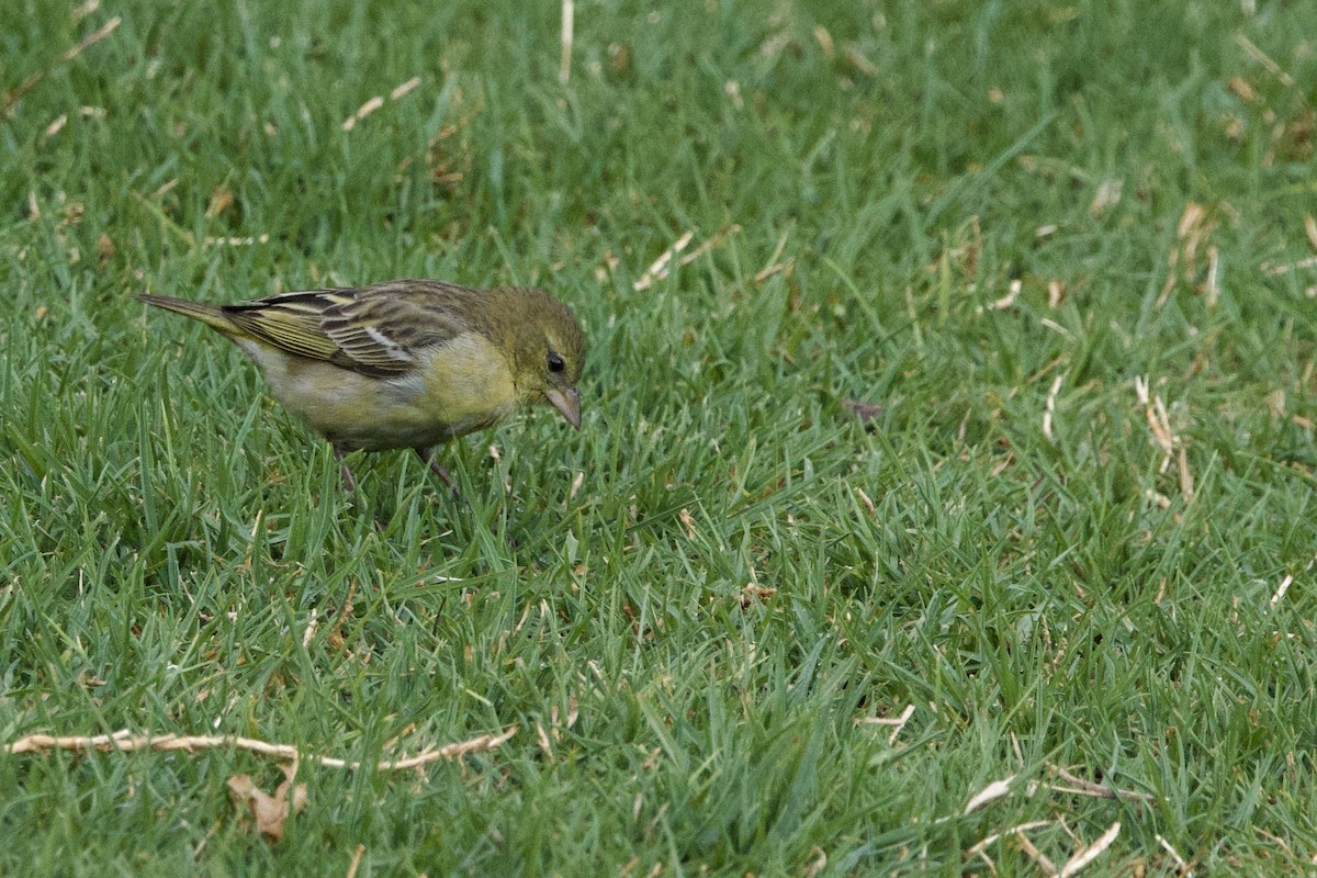 Southern Masked-Weaver - ML623386462