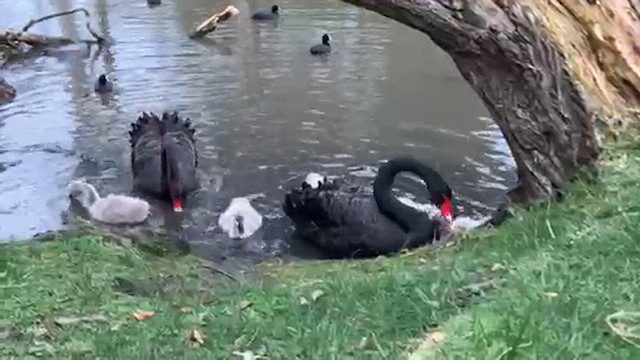 Black Swan - ML623386557