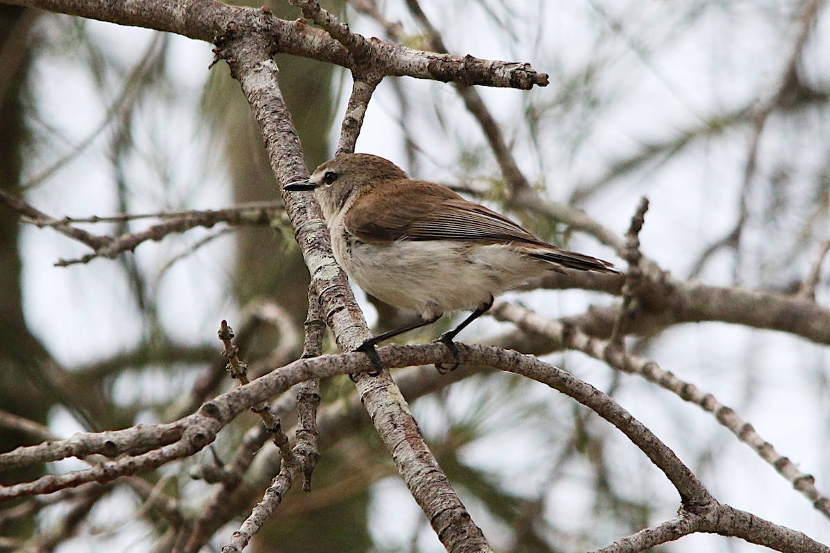 Mangrove Gerygone - ML623386692