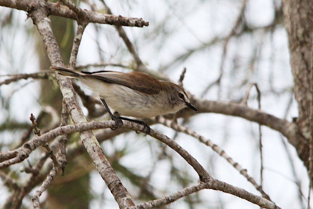 Mangrove Gerygone - ML623386693