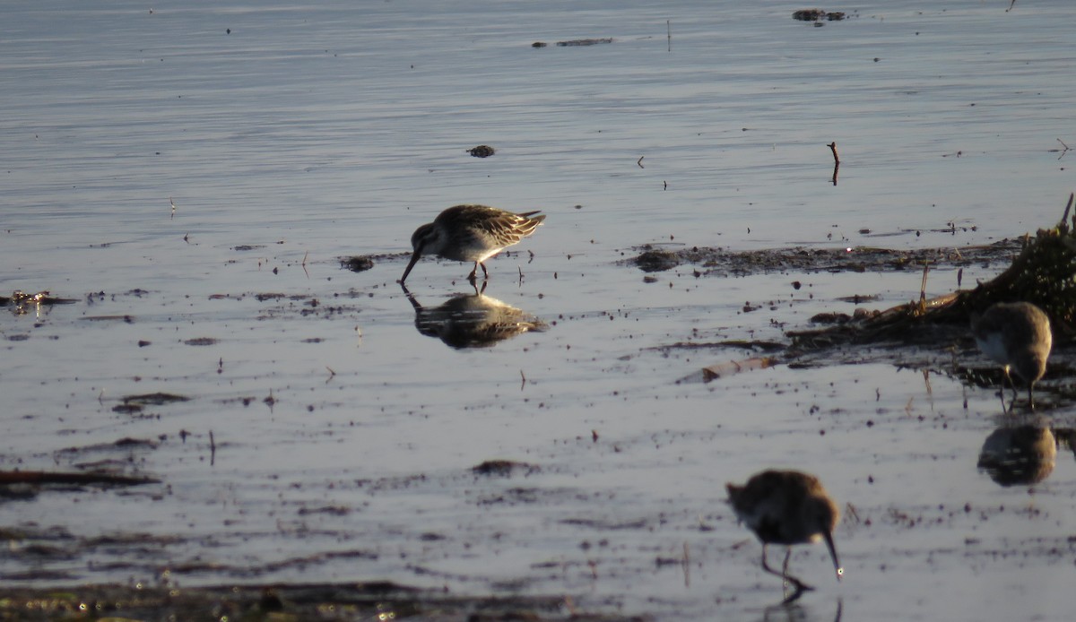 Broad-billed Sandpiper - ML623386698