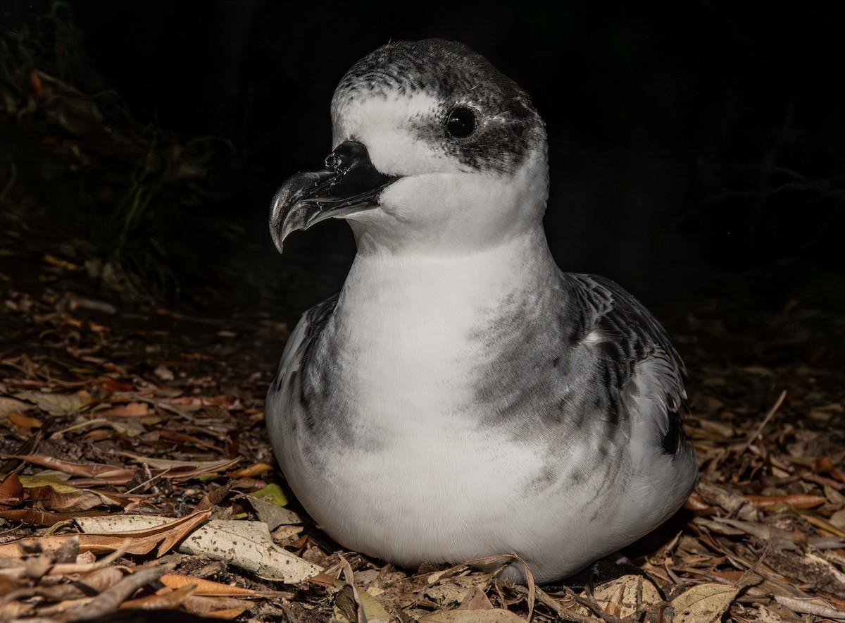 White-necked Petrel - ML623386709