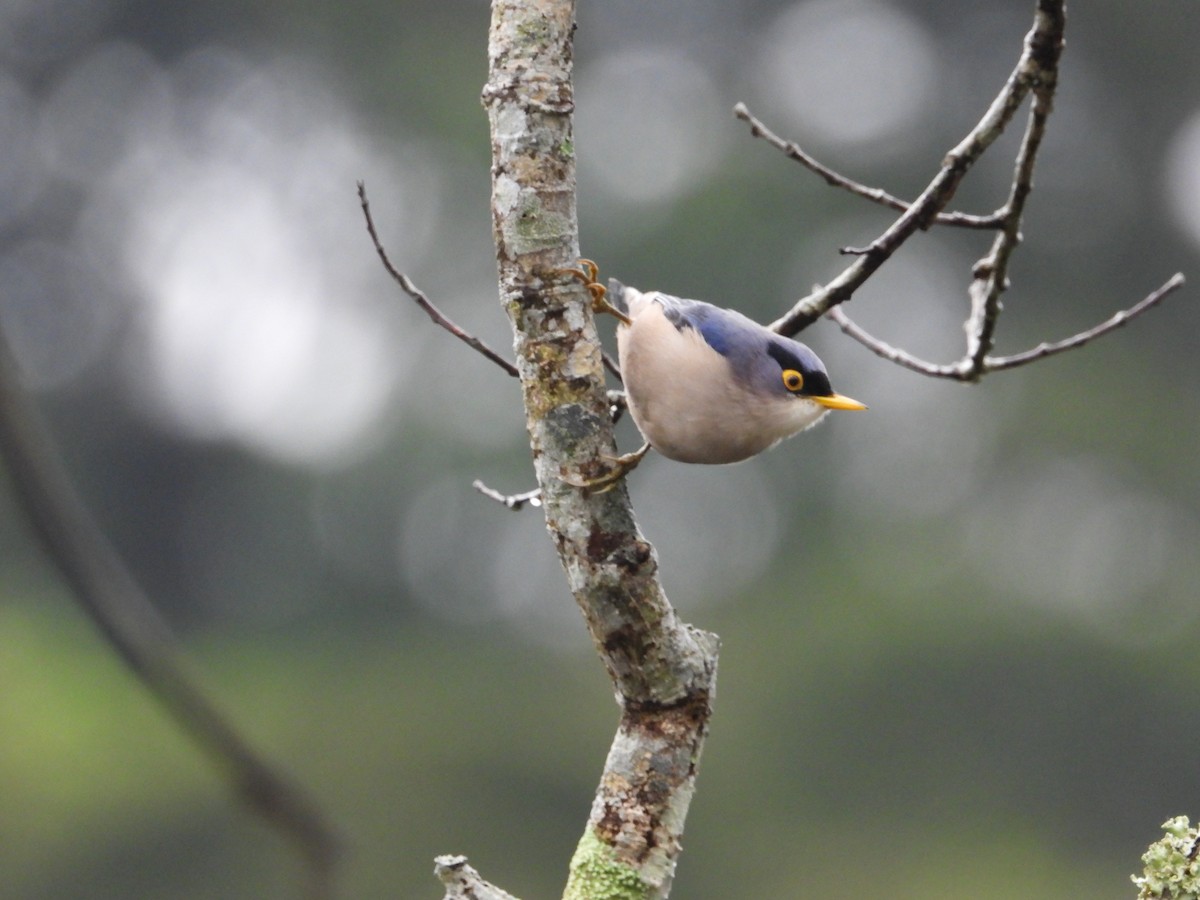 Yellow-billed Nuthatch - ML623386710