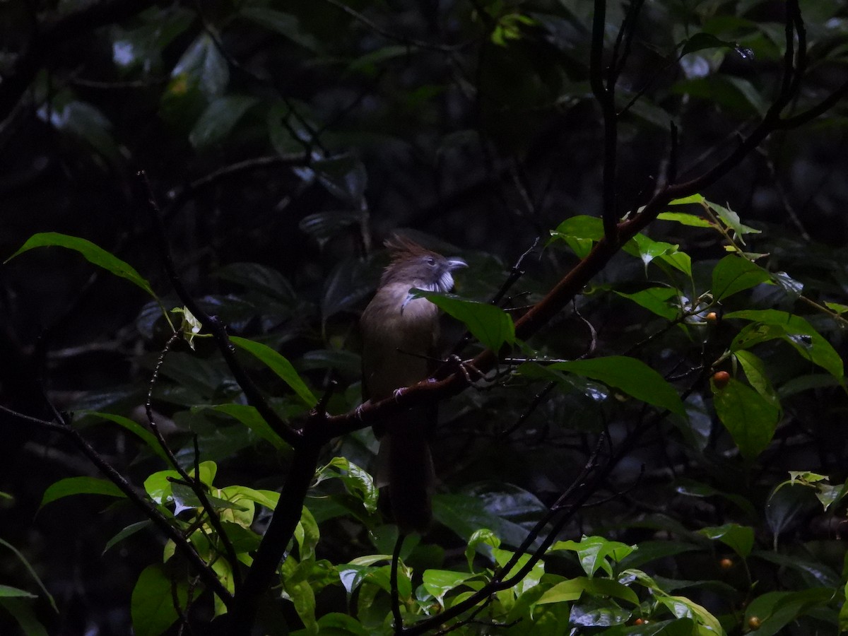 Puff-throated Bulbul - ML623386714