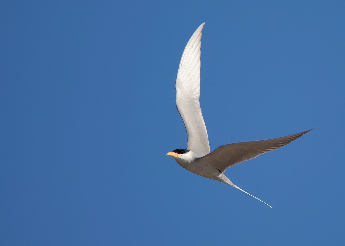 River Tern - ML623386757