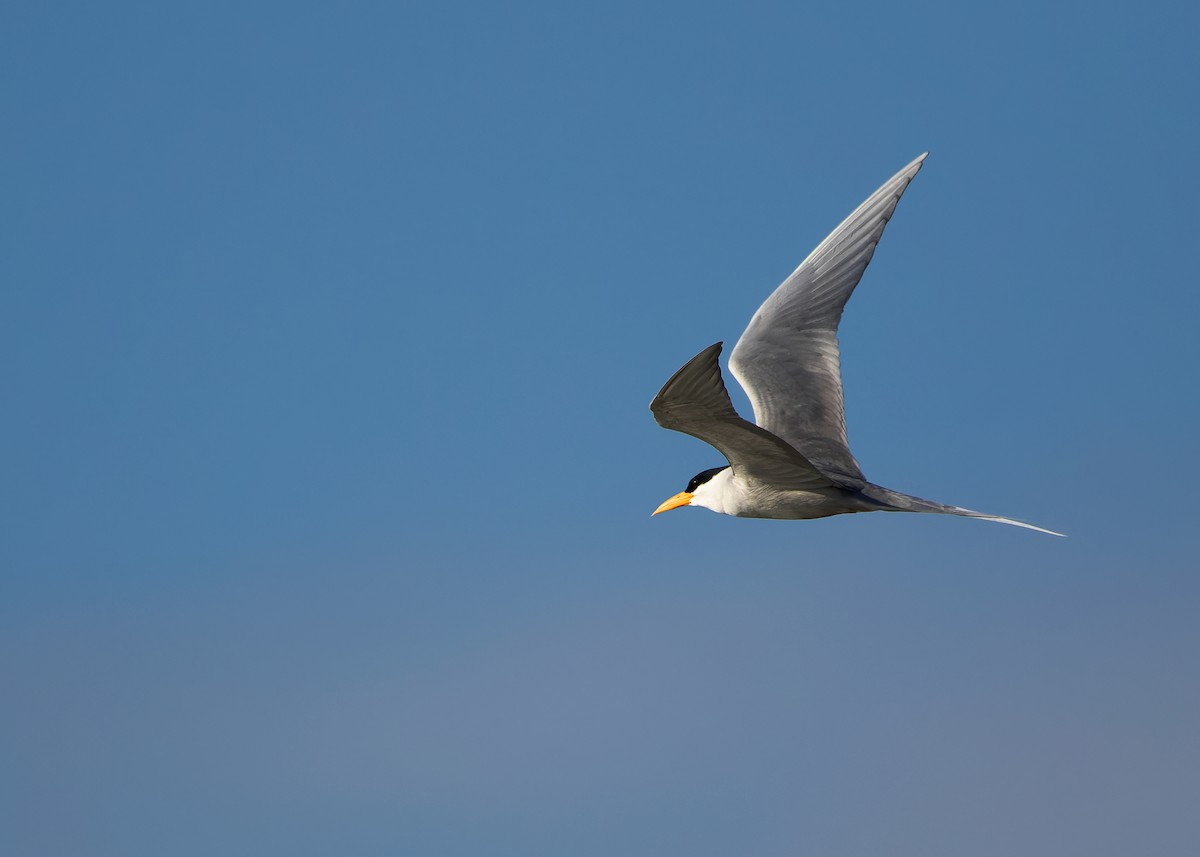 River Tern - ML623386761