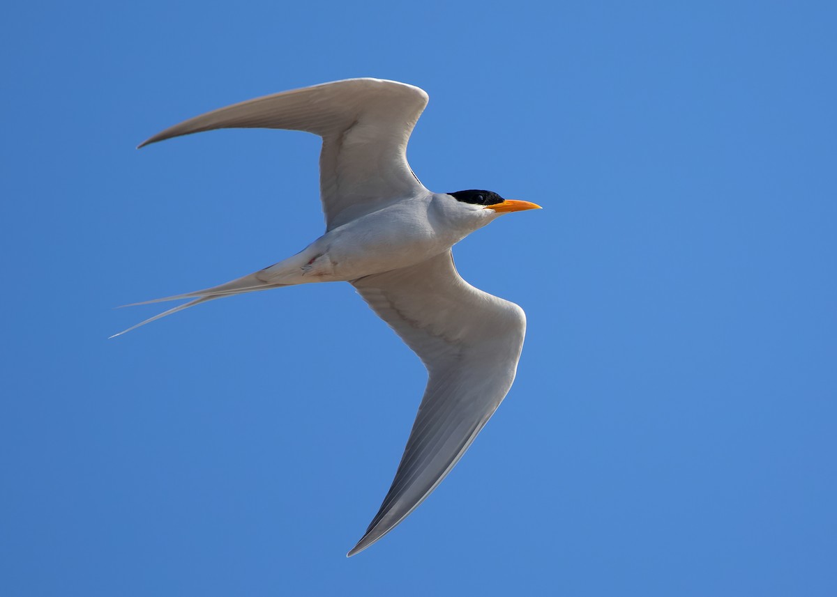 River Tern - ML623386763