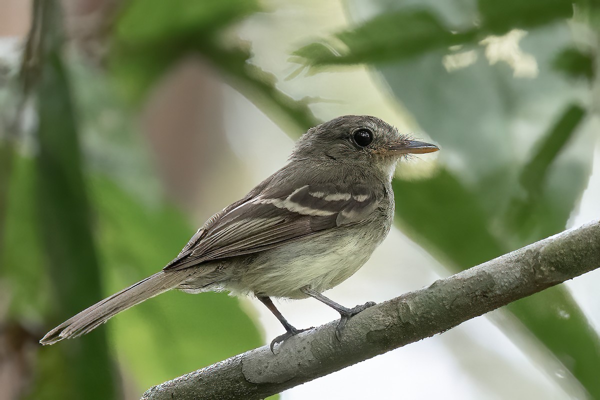 Euler's Flycatcher - Sergio Porto