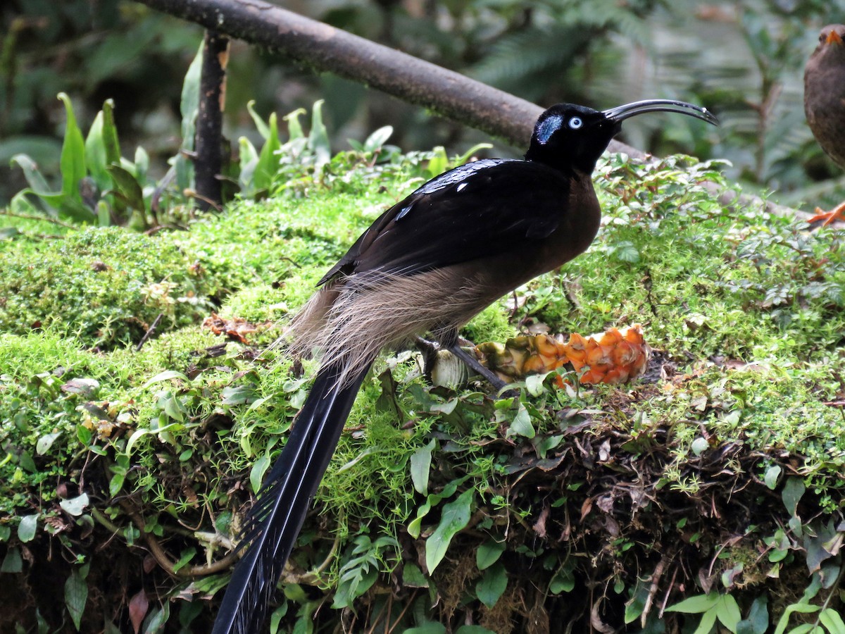 Brown Sicklebill - ML623386791