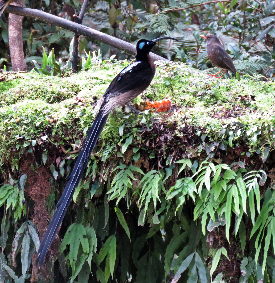 Brown Sicklebill - ML623386792