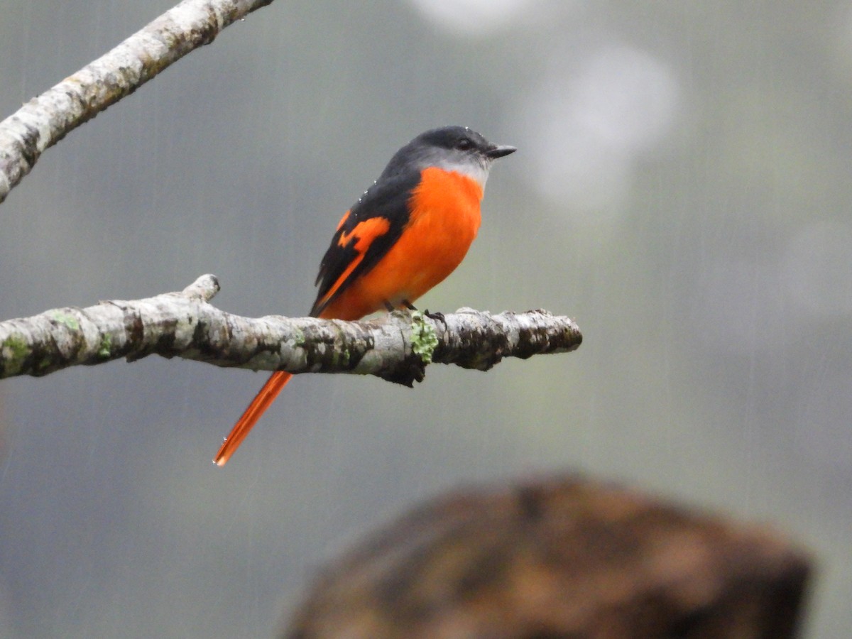 Minivet mandarin - ML623386800