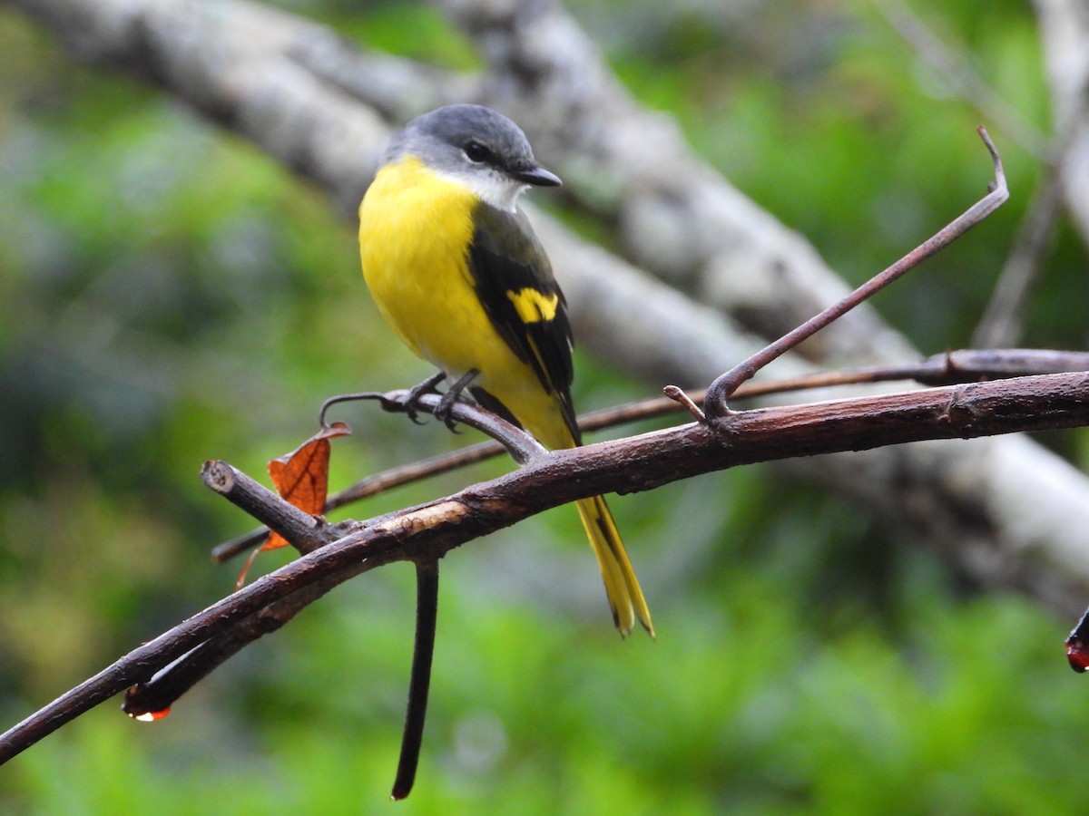 Gray-chinned Minivet - ML623386801