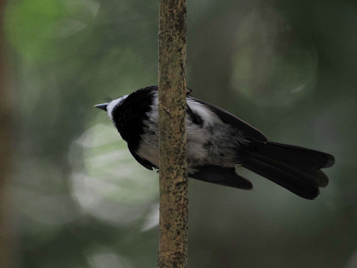 Pied Monarch - Scott (瑞興) LIN(林)