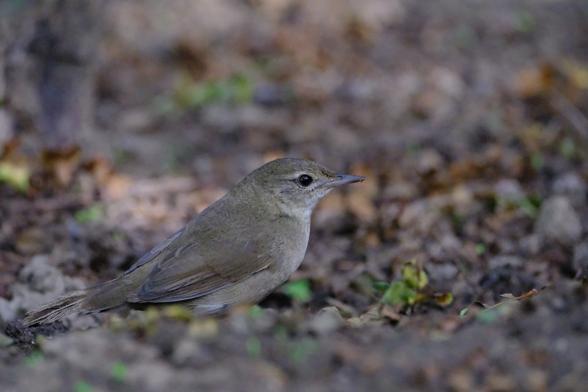 Chinese Bush Warbler - ML623386841