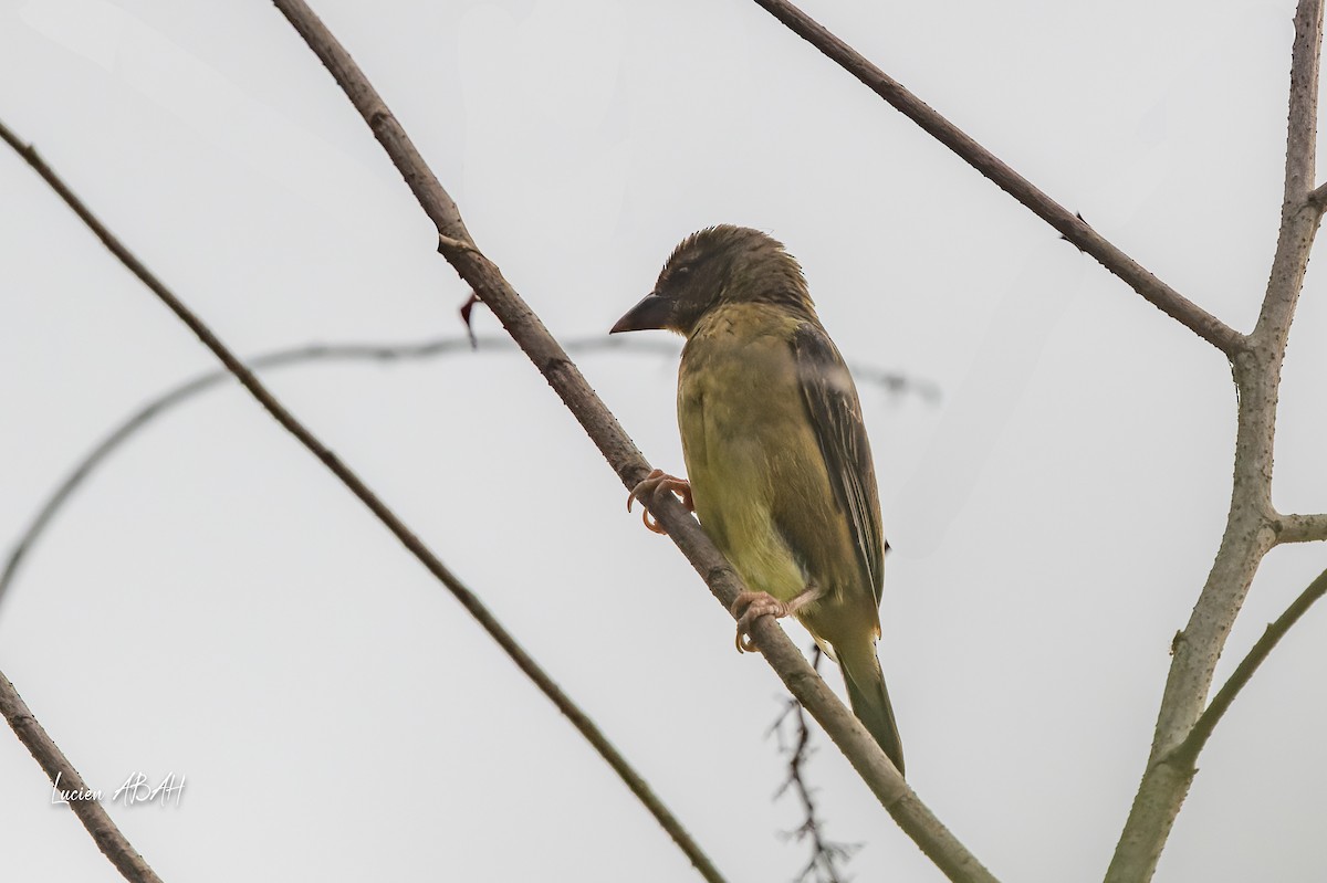 Vieillot's Black Weaver - ML623386869