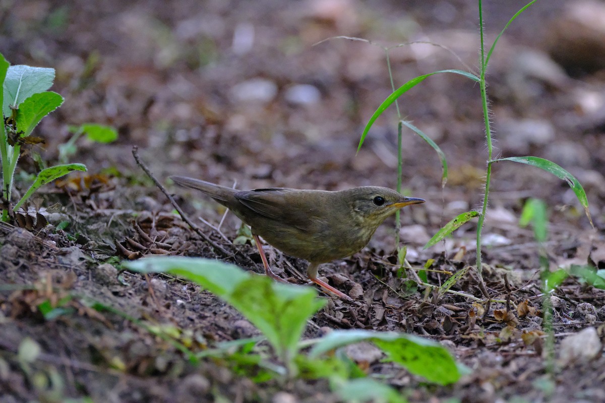 Chinese Bush Warbler - ML623386877