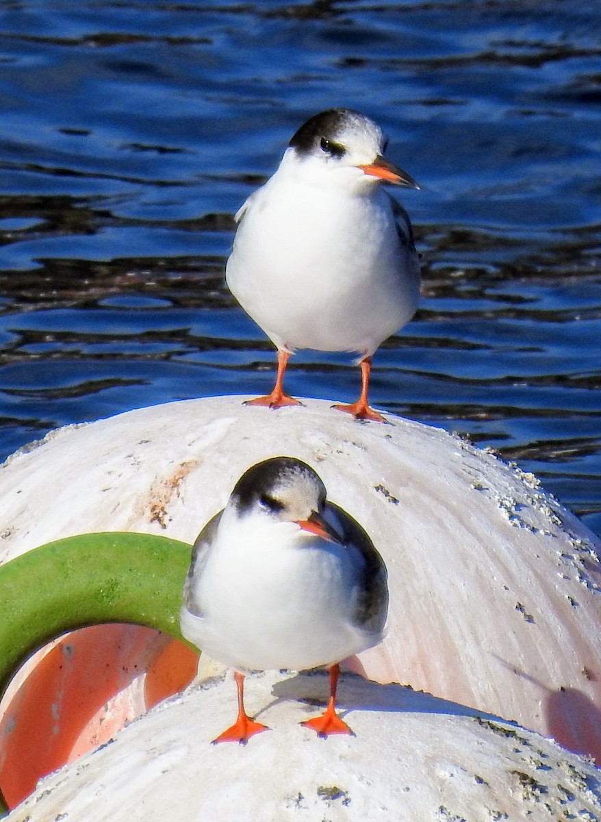 Common Tern - ML623386878