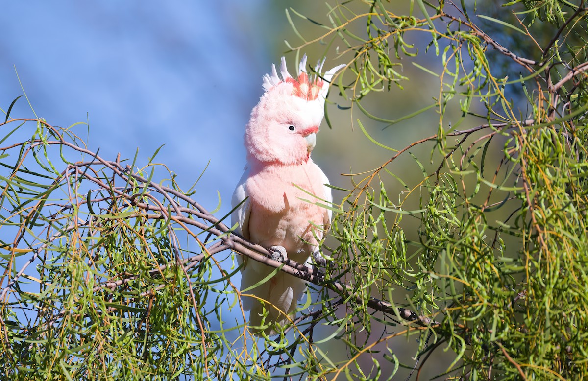 Pink Cockatoo - ML623386902