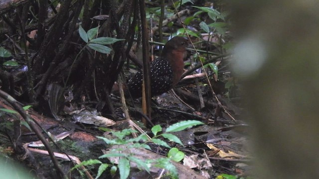 White-striped Forest Rail - ML623386911