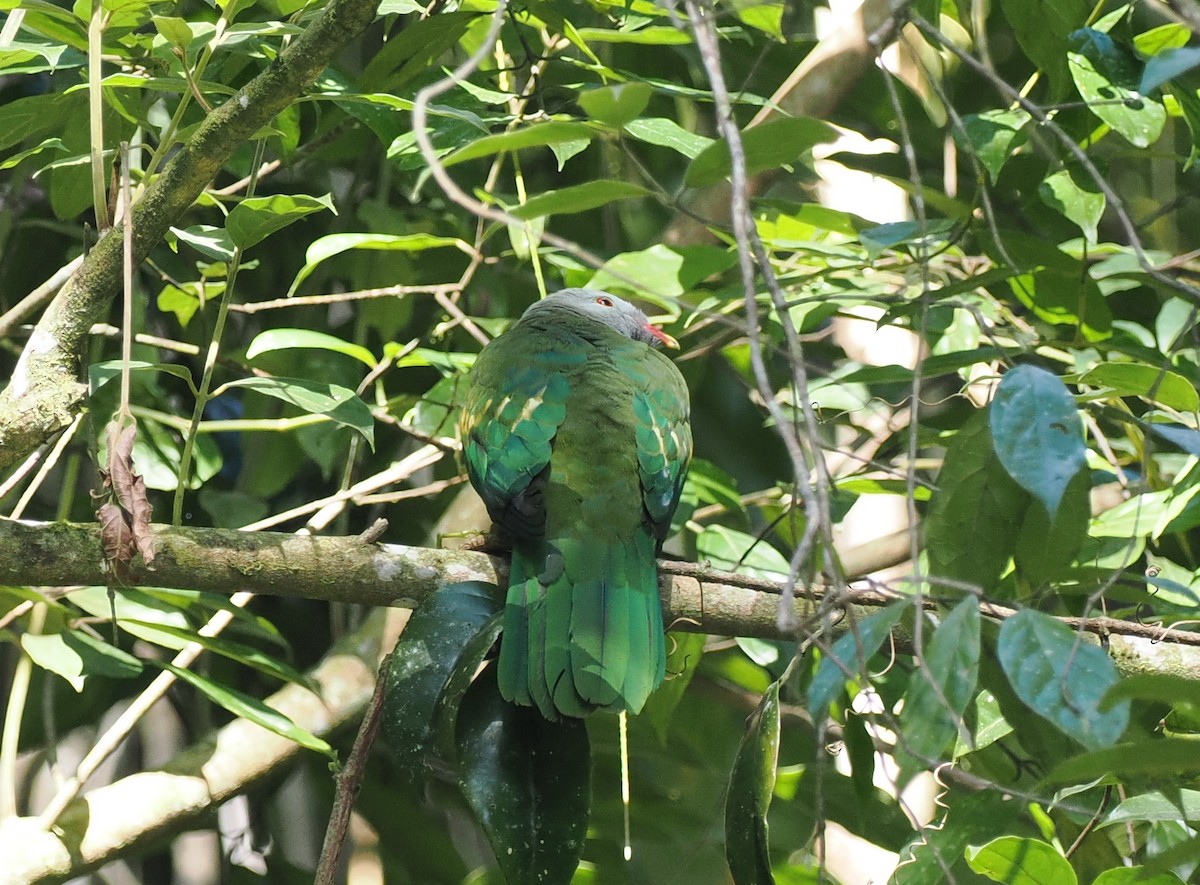 Wompoo Fruit-Dove - ML623386917