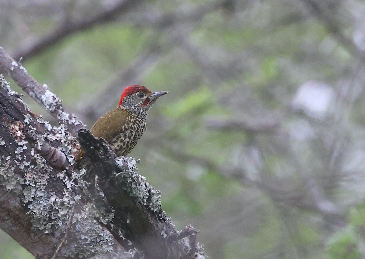 Knysna Woodpecker - ML623386933