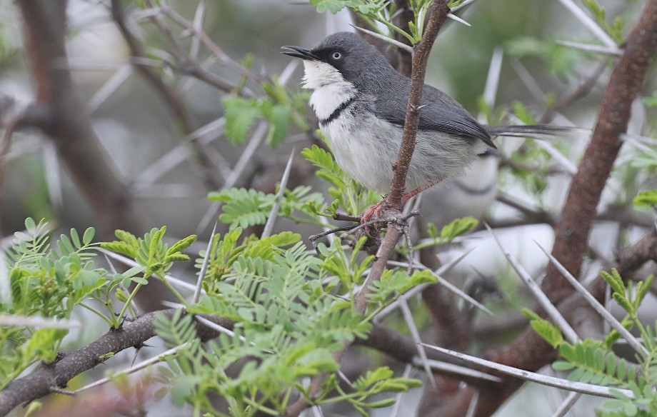 Bar-throated Apalis - ML623386935