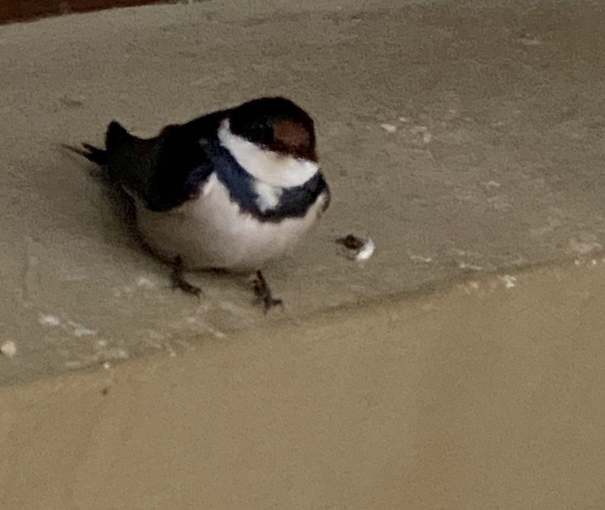 White-throated Swallow - ML623386936