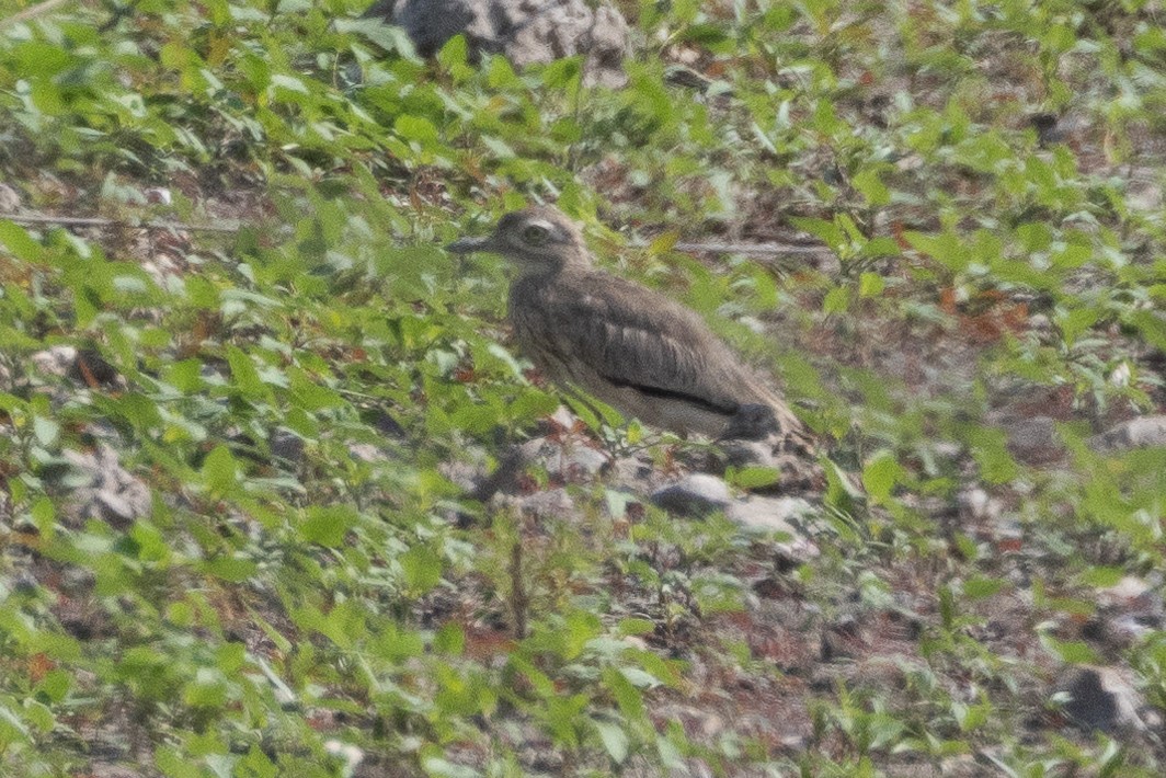 Senegal Thick-knee - ML623386938