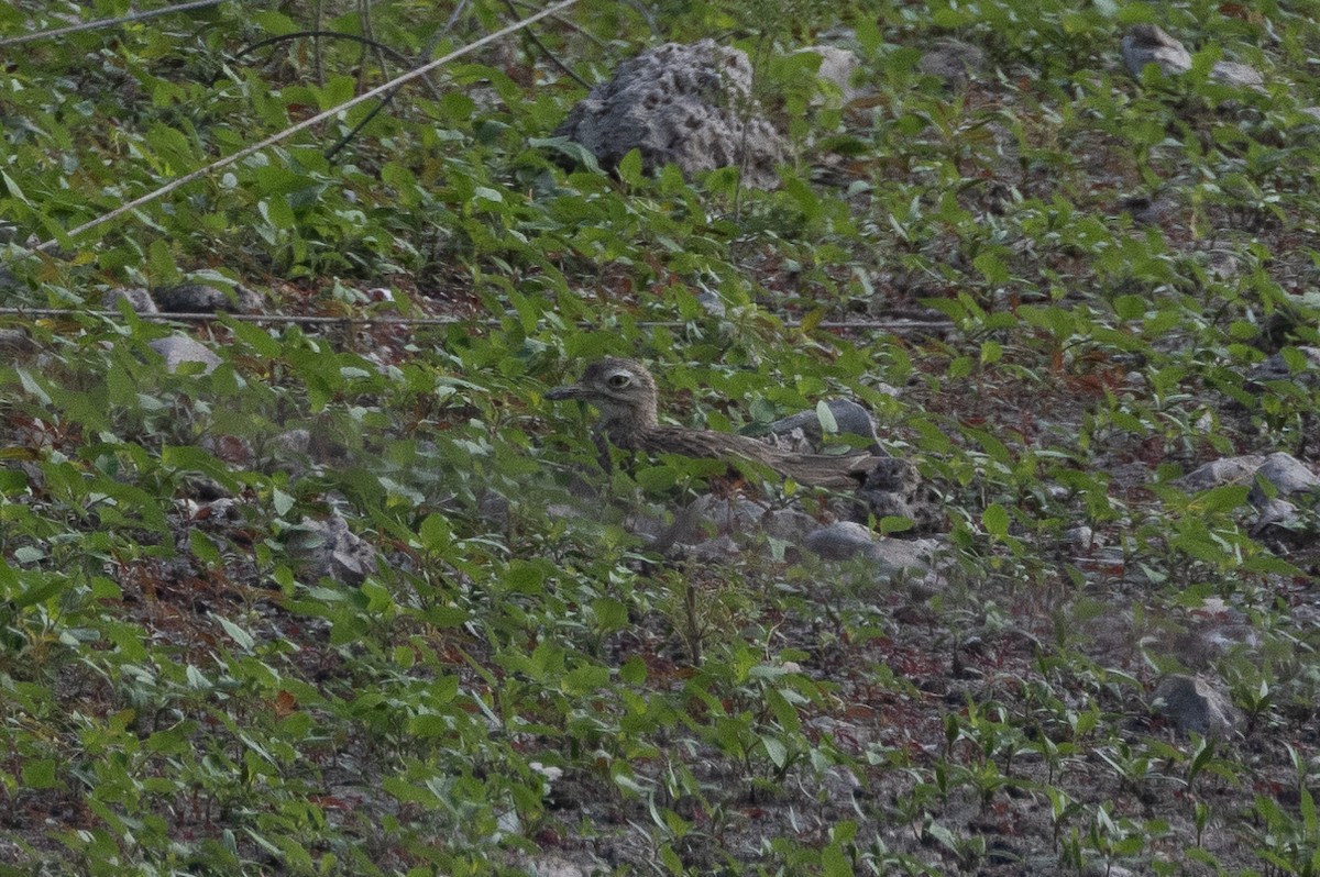 Senegal Thick-knee - ML623386939