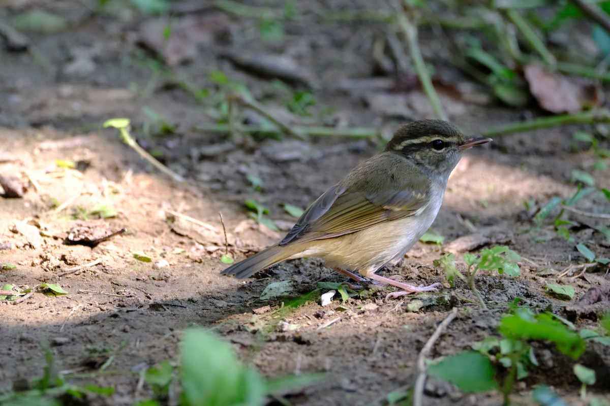 Pale-legged Leaf Warbler - ML623386948