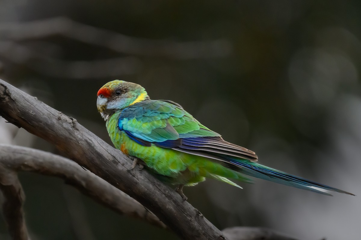 Australian Ringneck (Mallee) - ML623386950