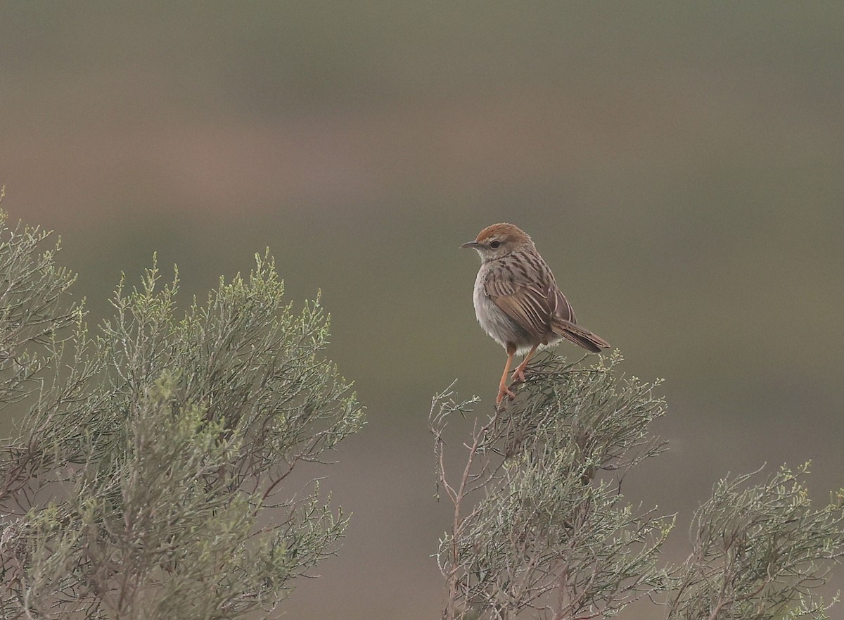 Red-headed Cisticola - ML623386986