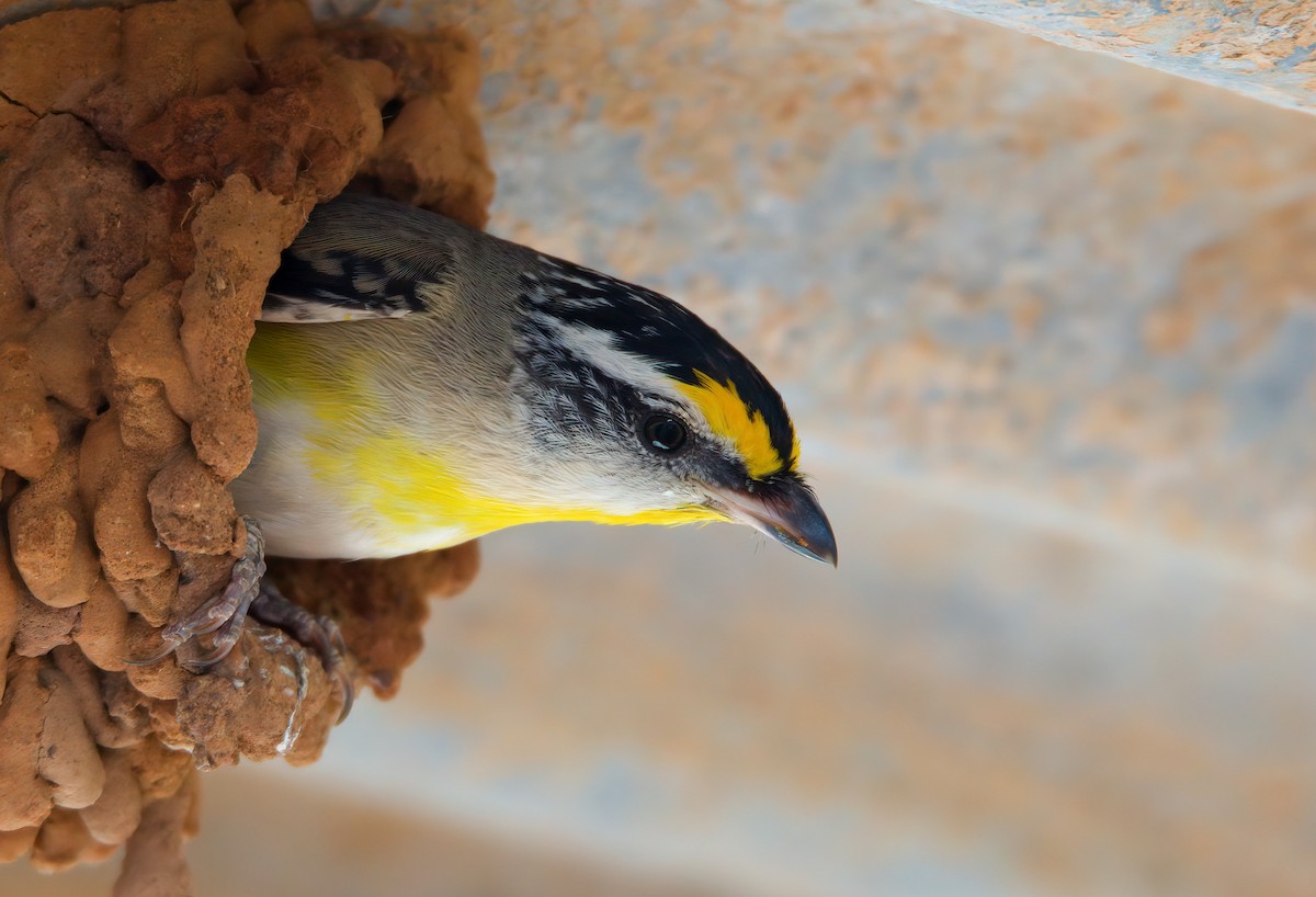 Striated Pardalote - ML623386993