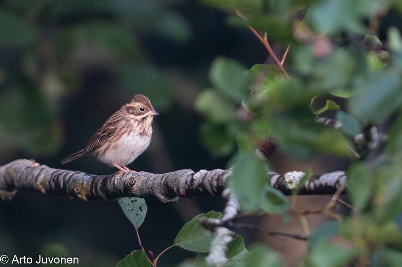 Rustic Bunting - ML623387075