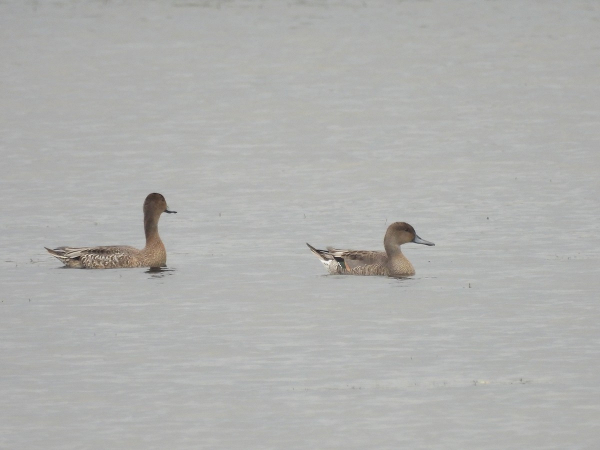 Northern Pintail - ML623387093