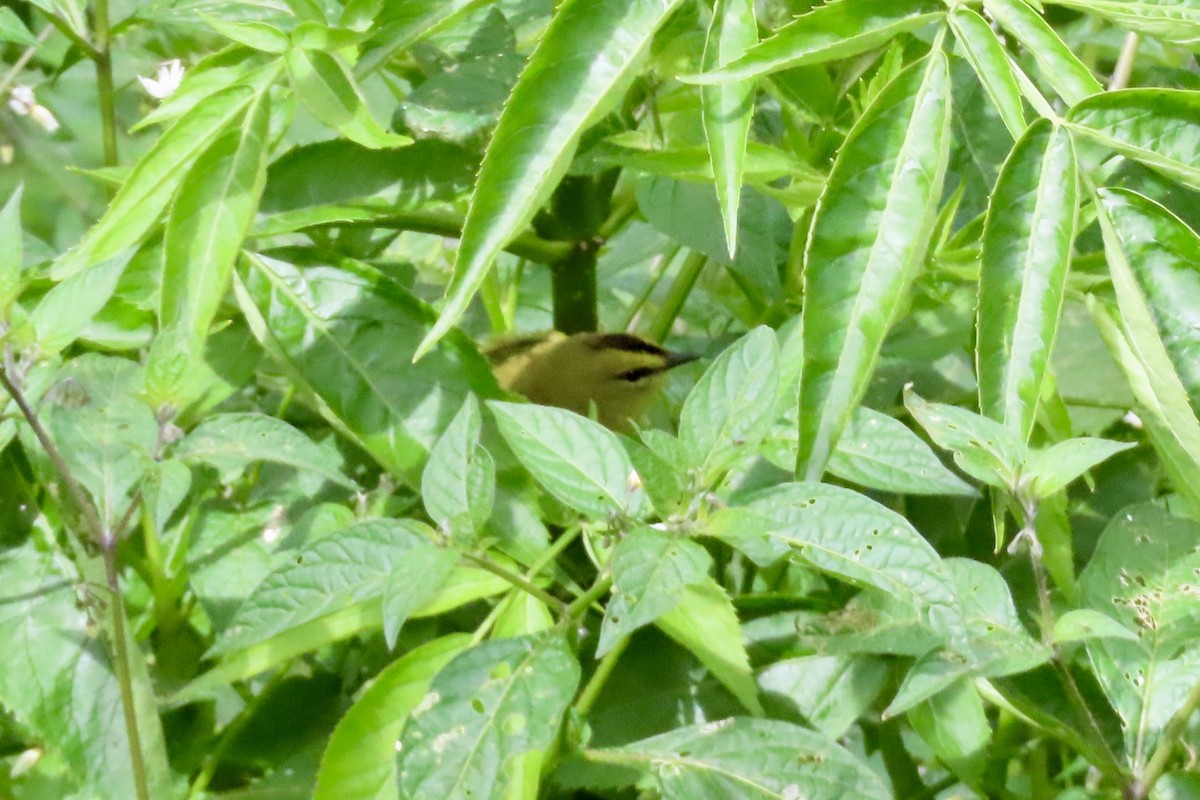 Black-crested Warbler - ML623387122