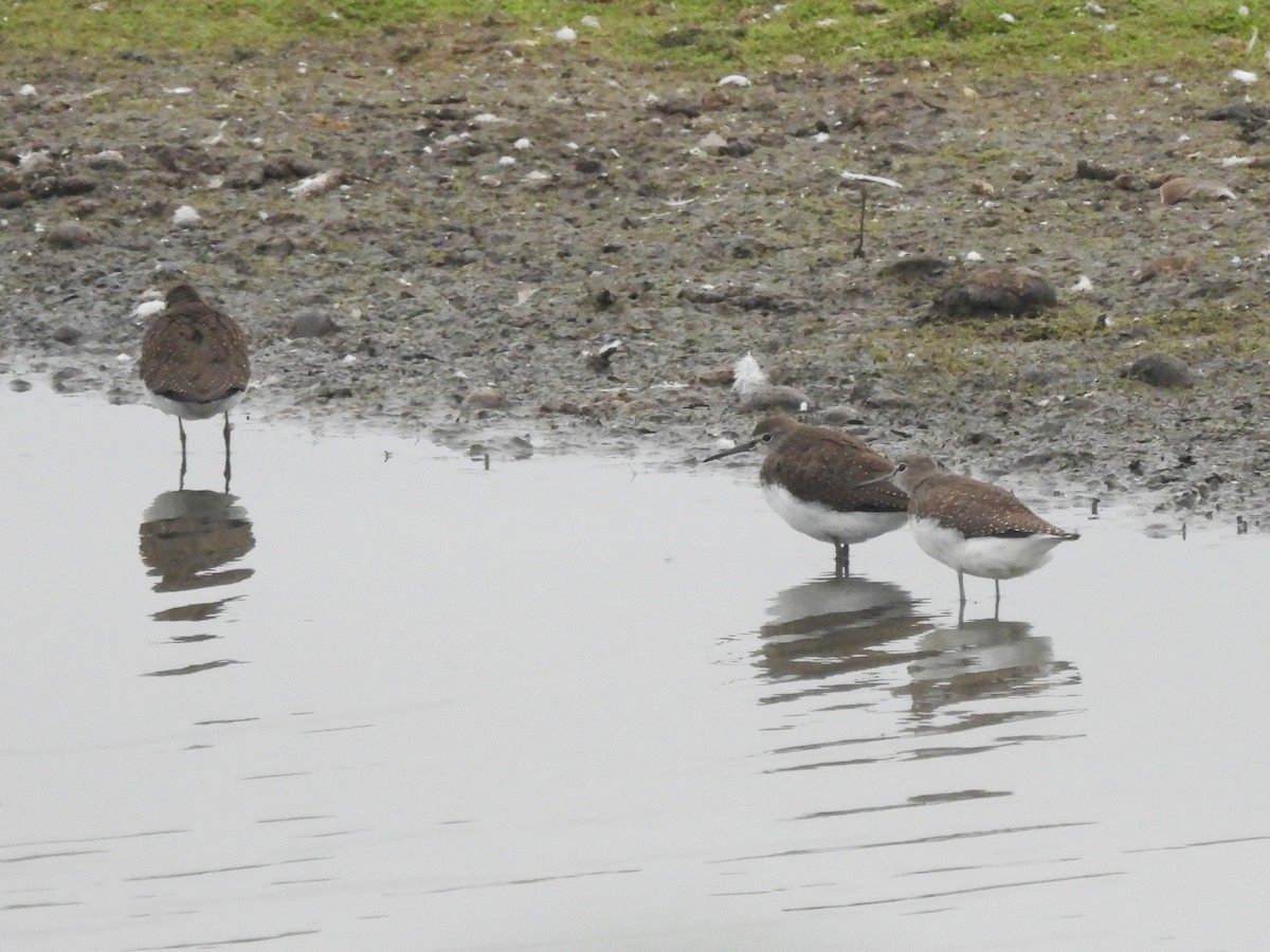 Green Sandpiper - Mark Smiles