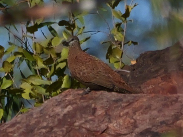 White-quilled Rock-Pigeon - ML623387201