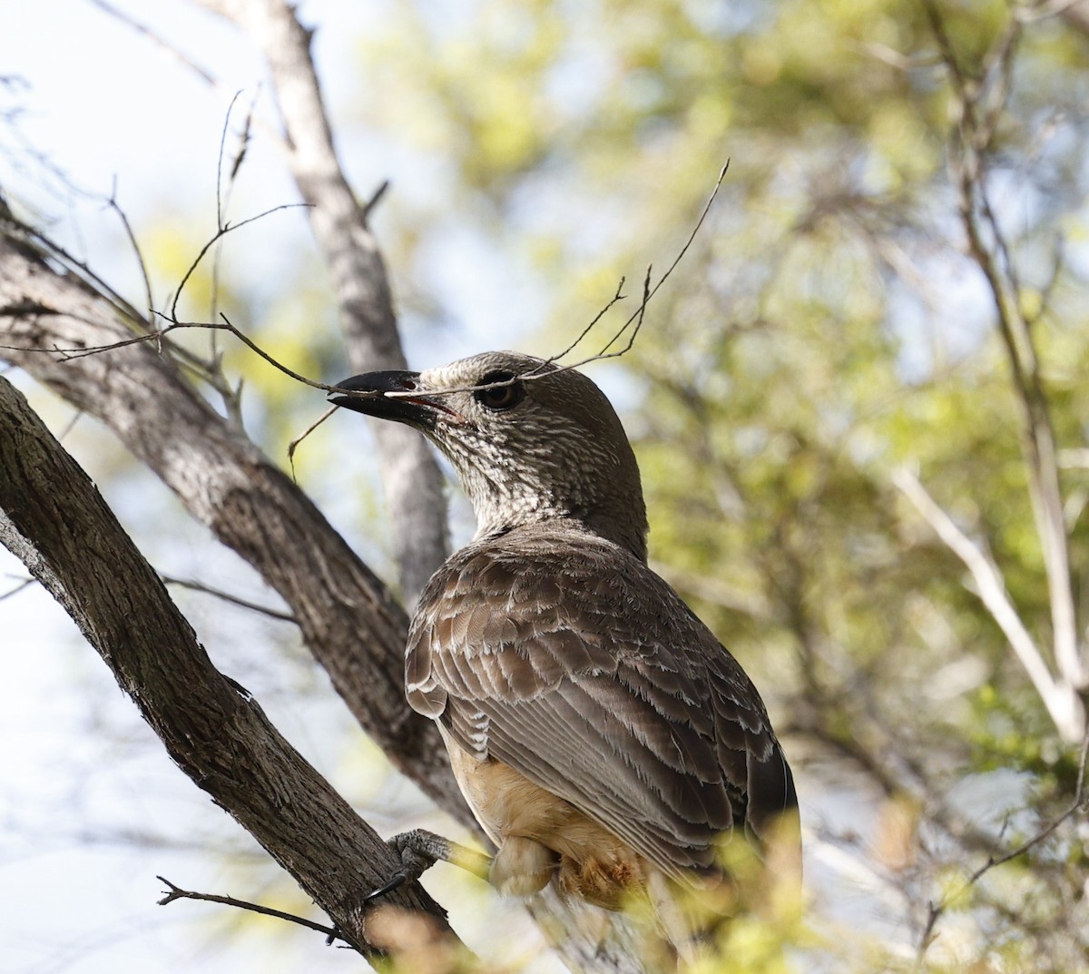 Fawn-breasted Bowerbird - ML623387291