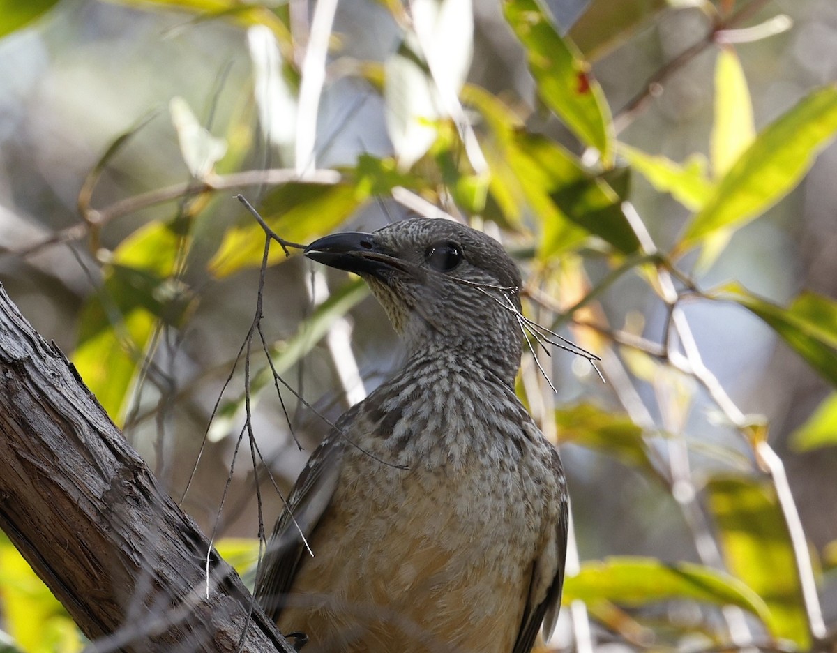 Fawn-breasted Bowerbird - ML623387292