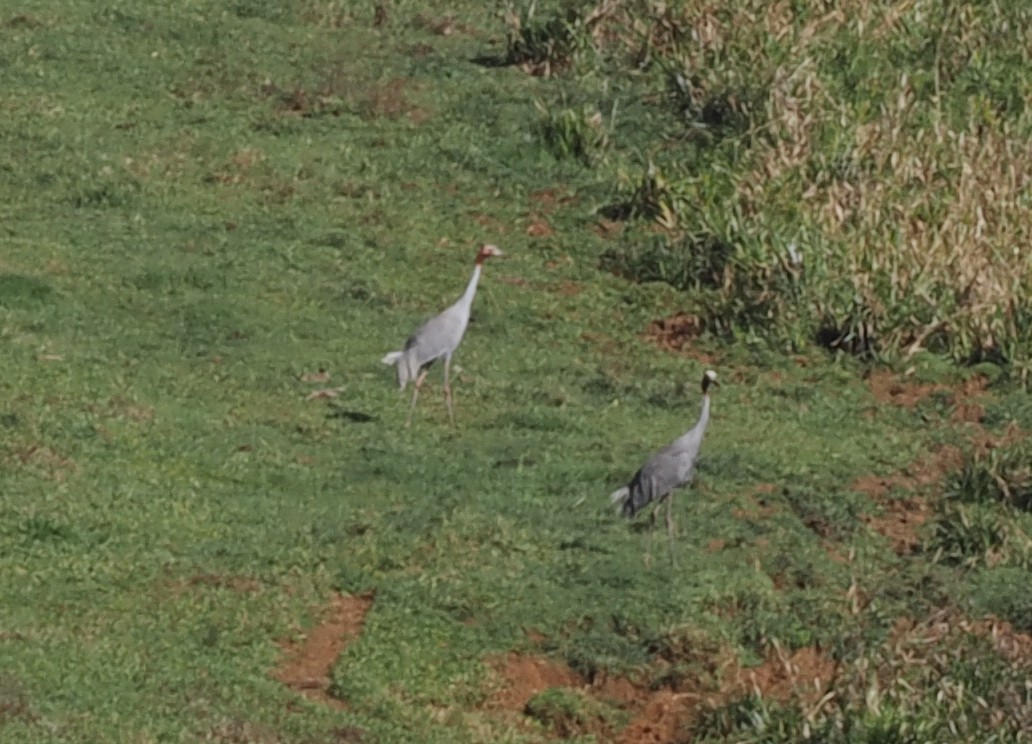 Sarus Crane - ML623387300