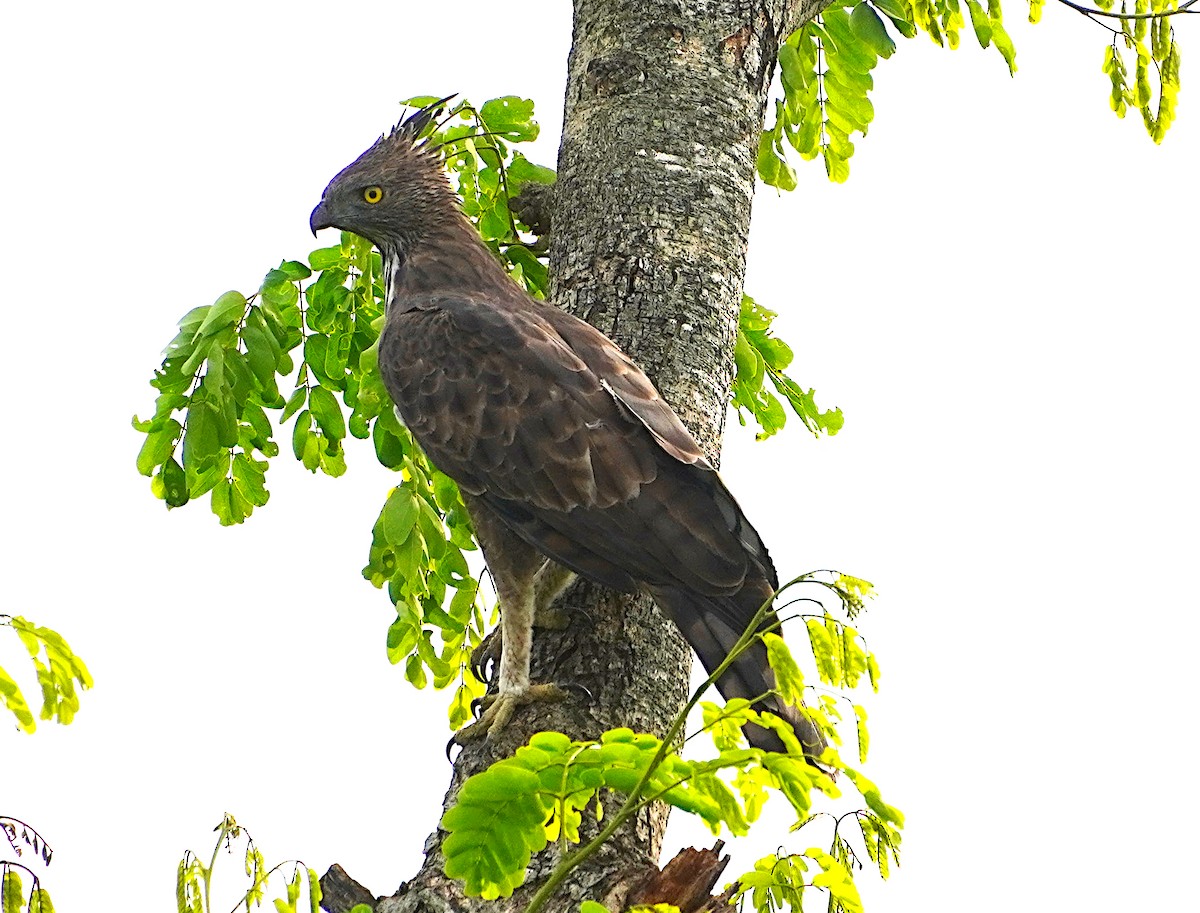 indiaskogørn (cirrhatus/ceylanensis) - ML623387311