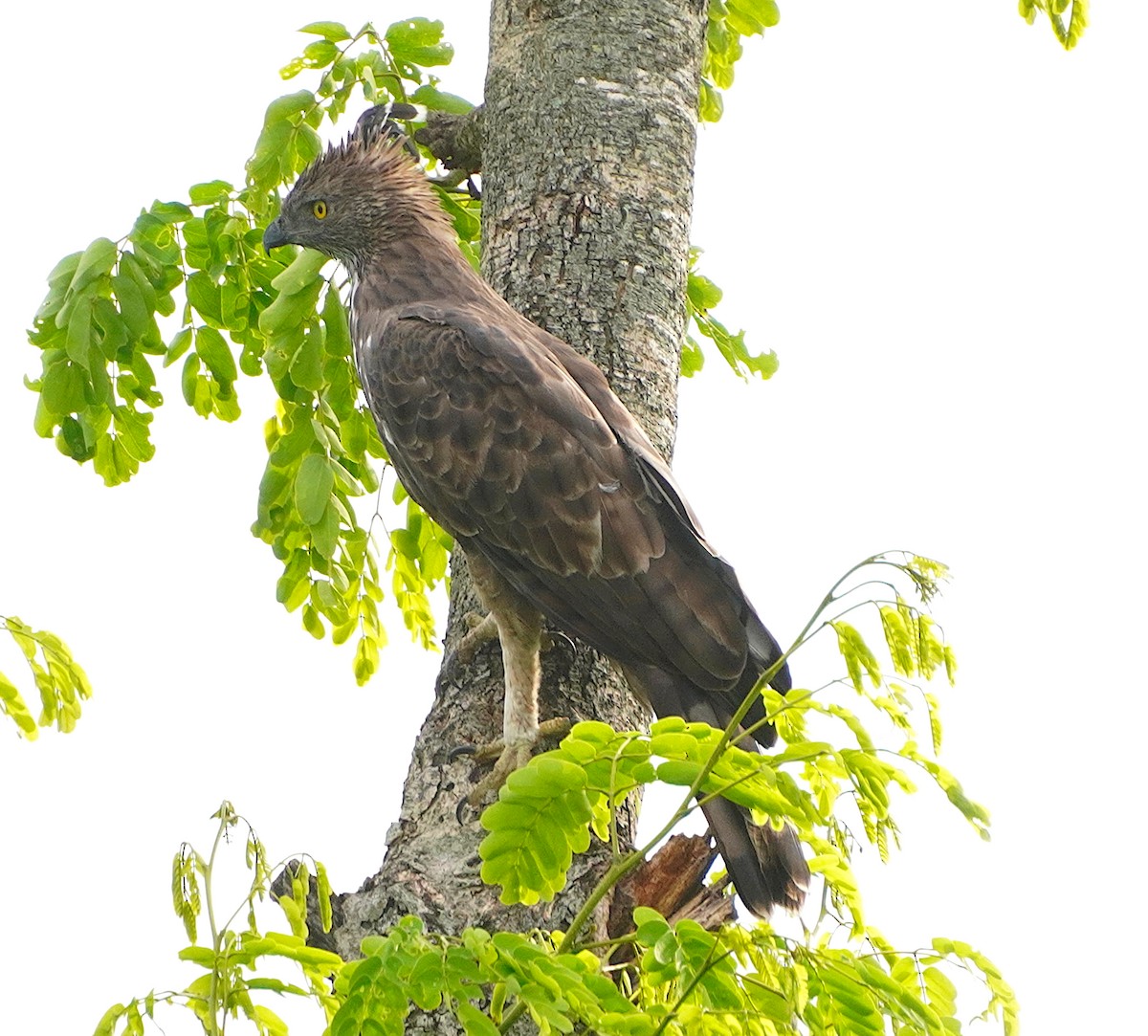 indiaskogørn (cirrhatus/ceylanensis) - ML623387312