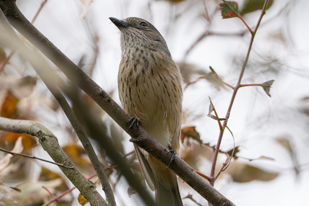 Rufous Whistler - Gary Dickson