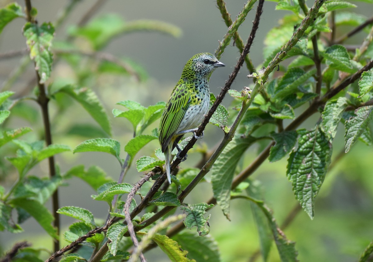 Spotted Tanager - ML623387383